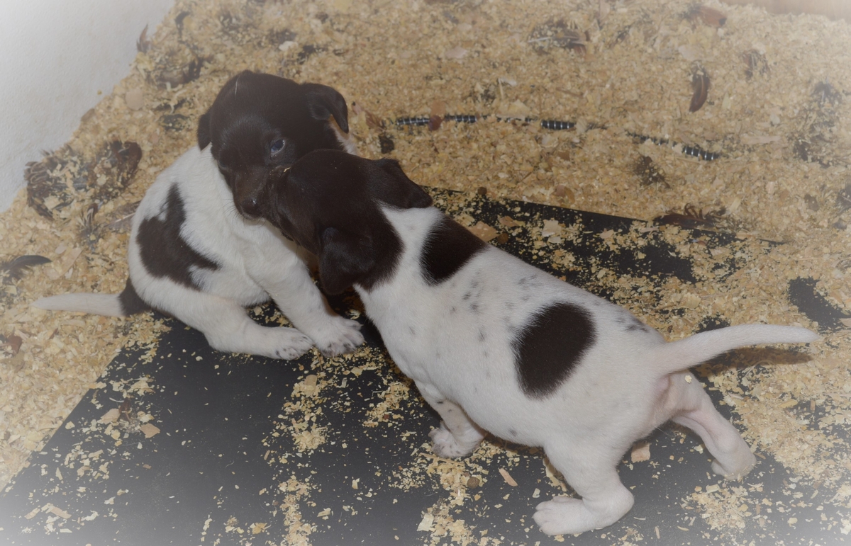 Hybrid Labrador Puppies for sale Black Lab, Spotted Lab Puppies for sale