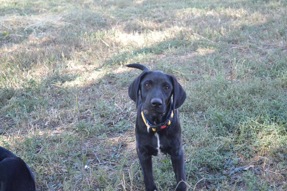 Best hunting dog puppies