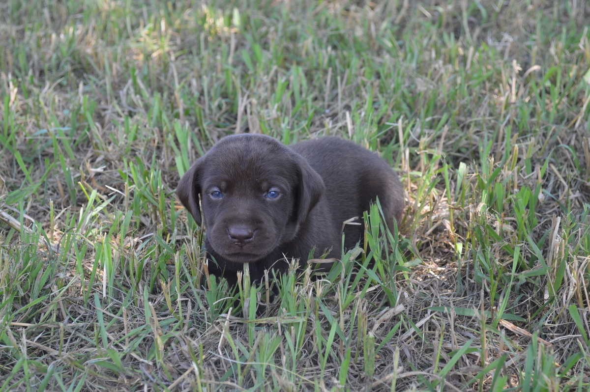 Chocolate Female Lab puppies for sale smaller size labradors