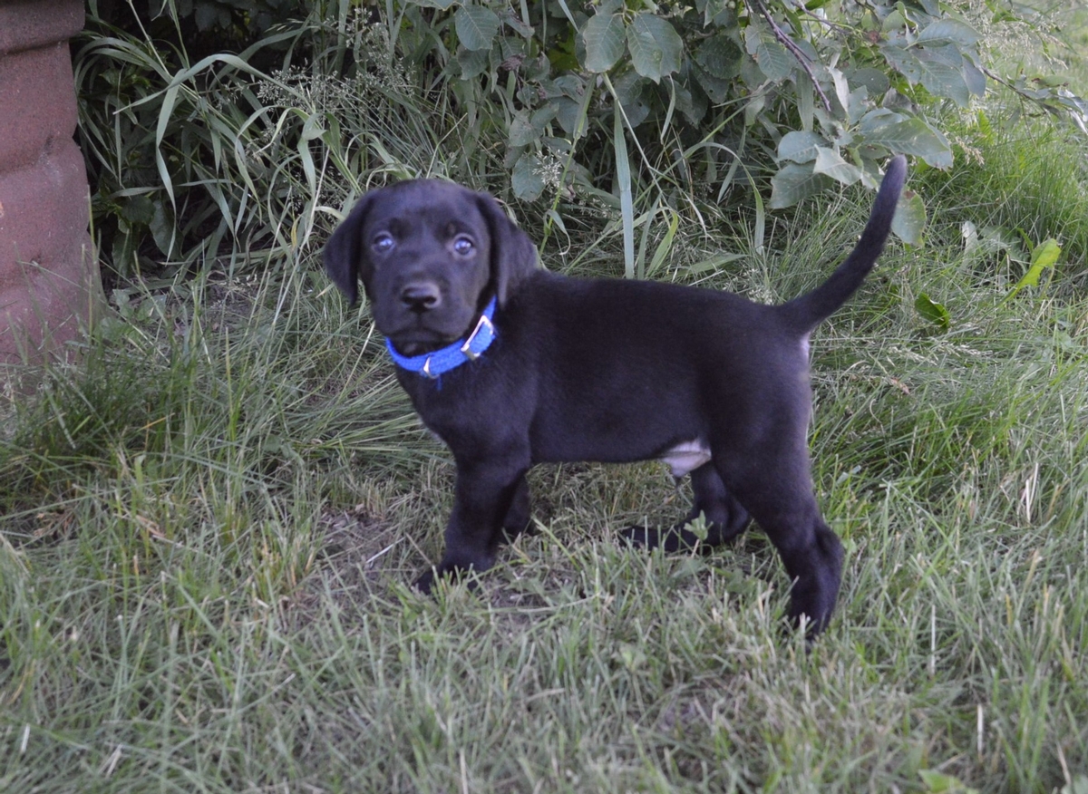 Best hunting dog puppies