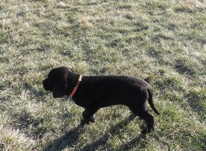 Black Female with thin White Strip