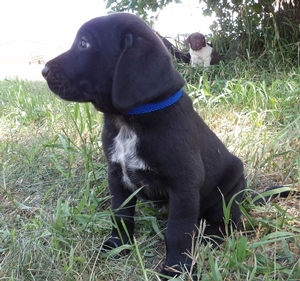 Black Male