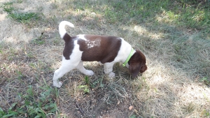Chocolate/White Female