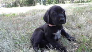 Black Female