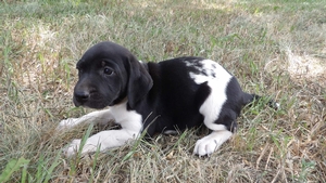 Black/White Female