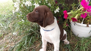 Chocolate/White Male