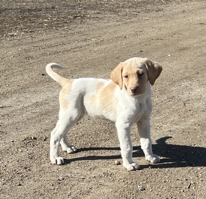 Tan & White Female