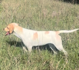 Tan and White Female