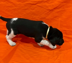 Black and White male