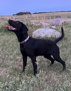 Black Female