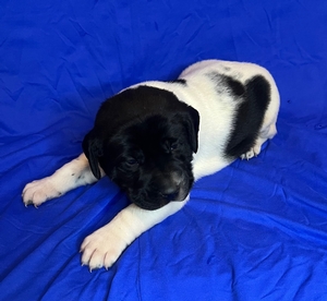 Black and White Male