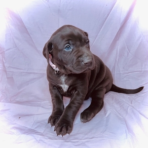 Chocolate And White Female