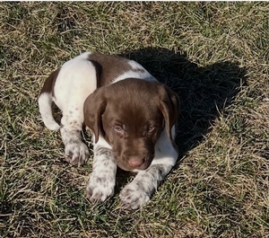 Chocolate White Black Spotted Female