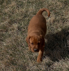 Red Female with White Toes 