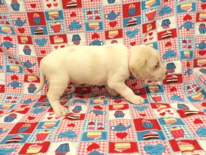 Tan and White Female