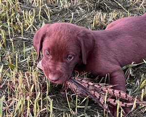 Chocolate Female