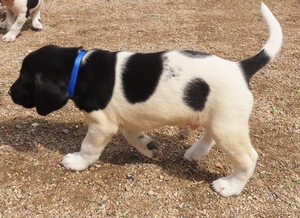 Black and White Spotted Male