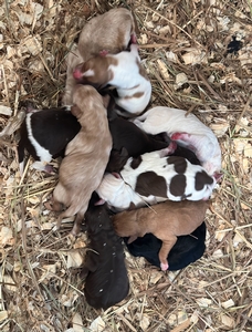 New Litter
