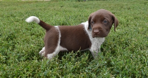 Chocolate and White Spotted Male