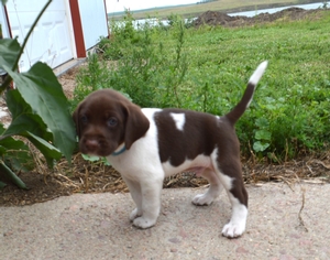 Chocolate And White