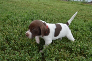 Chocolate and White Female