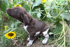 Chocolate And White Female