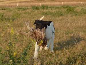 Black and White Spotted Male