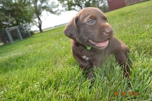 Chocolate Male w little White