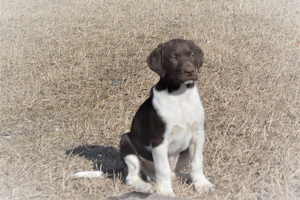 Hybrid Retriever Breed Photo