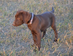 Chocolate Female