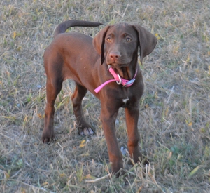 Chocolate Female