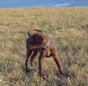 Chocolate Male with white mark on chest