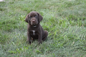 Chocolate Male