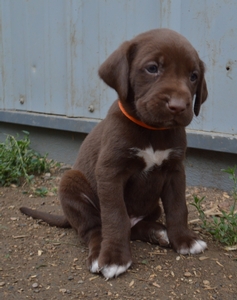 Chocolate Male with unique white on chest and white on toes