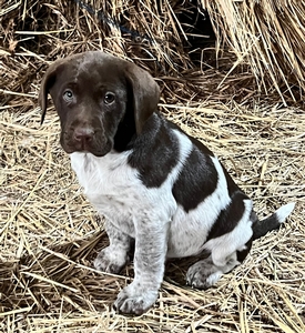 Chocolate and White Male