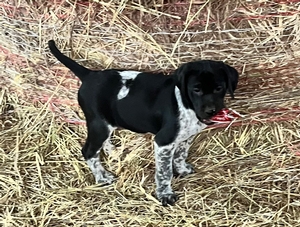 Black and White Male