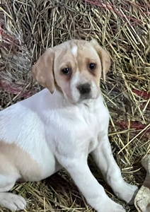 Tan and White Female