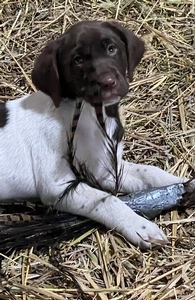 Chocolate and White Female