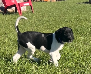 Black and white male