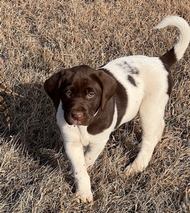 Chocolate and White Female