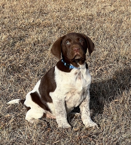 Chocolate and White Male