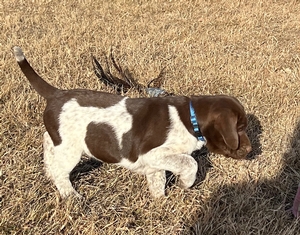 Chocolate and White Male