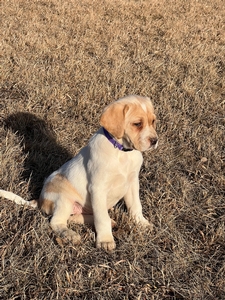 Tan and White Female