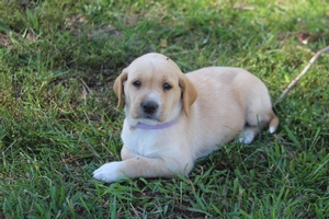 Tan and White Female