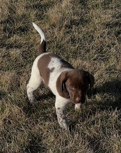 Chocolate and White Male