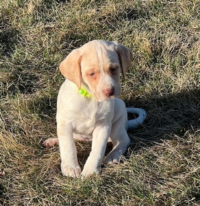 Tan and White Female