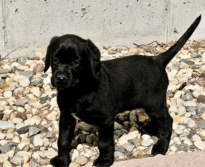 Black Female with thin White Strip