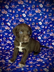 Chcolate Male with White on Chest