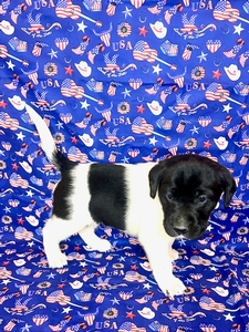 Black and White Spotted Male