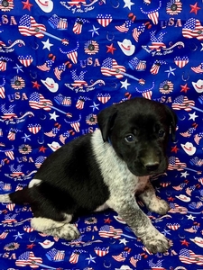 Black and White Male